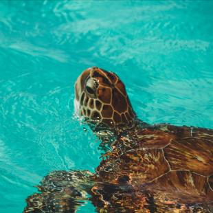 Auto huren in curacao - slider